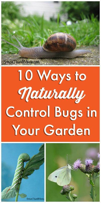 natural ways to get rid of bugs in your garden tr 228 dg 229 rdsarbete och inspiration natural ways to get rid of bugs in your garden tr 228 dg 229 rdsarbete och inspiration