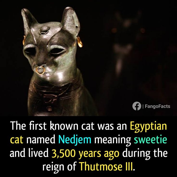 Egyptian Cat Names And Meanings egyptian-cat-names-and-meanings
