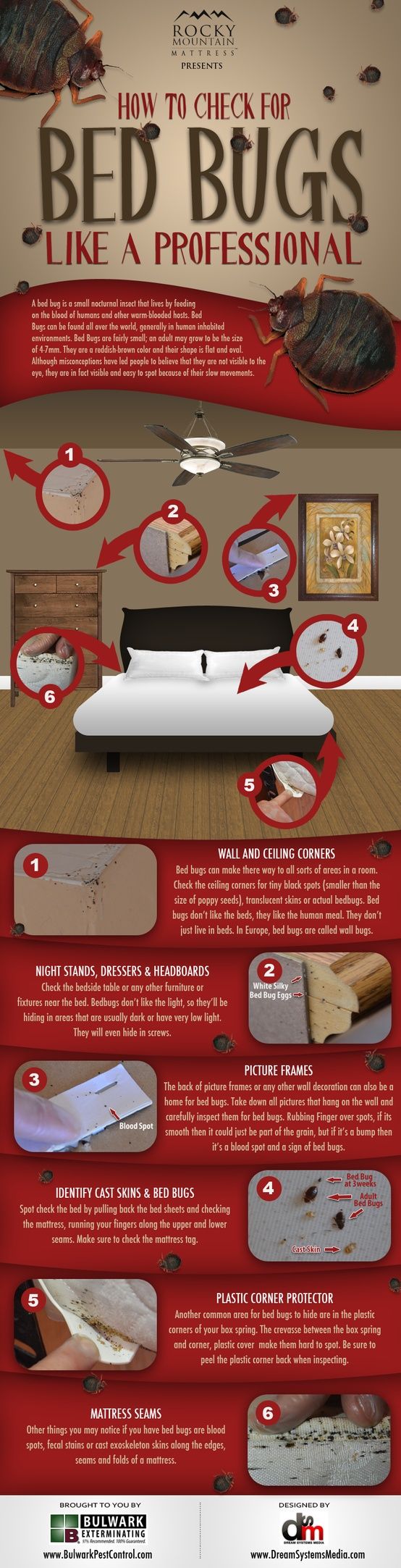 Bugged Out by Bed Bugs? Bed bugs, Rid of bed bugs, Bed