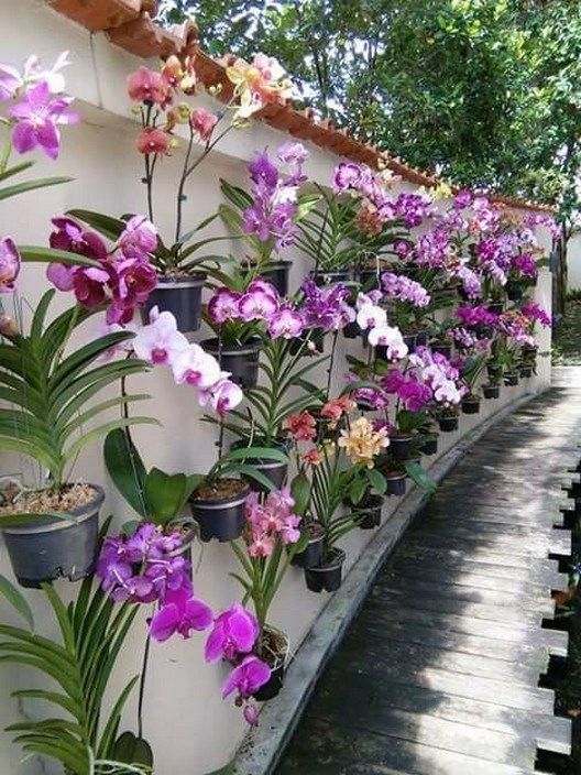 73 Orchids Ideas Orchid Flower Care Orchids Orchid Flower Care, Small Orchids Garden Design