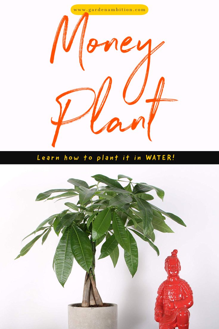 How To Grow Money Plant In Water And 4 Factors To Consider – Gardening Tips and Tricks How To Grow Money Plant In Water And 4 Factors To Consider – Gardening Tips and Tricks