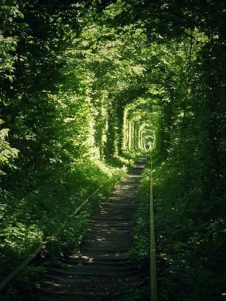 Pin By Cristian Vechiu On Nature Tunnel Of Love Abandoned Places Country Roads