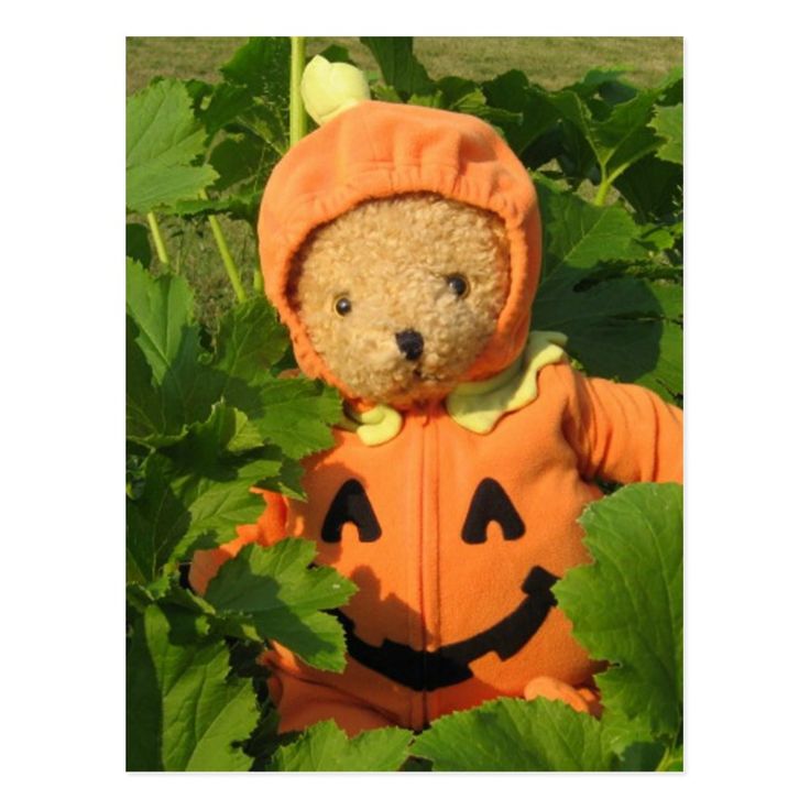 pumpkin patch teddy