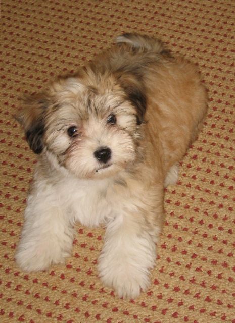 how to take care of a havanese puppy best 25 havanese puppies ideas on breeds pictures havanese and how to take care of a havanese puppy best 25 havanese puppies ideas on breeds pictures havanese and
