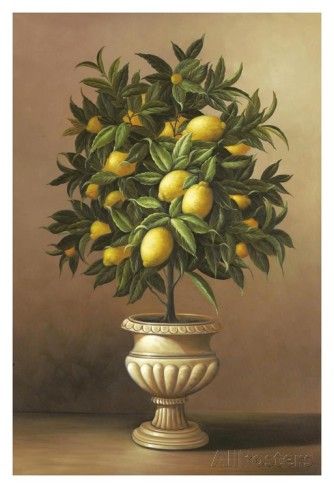 potted lemon tree posters by welby at allposters com stencil it