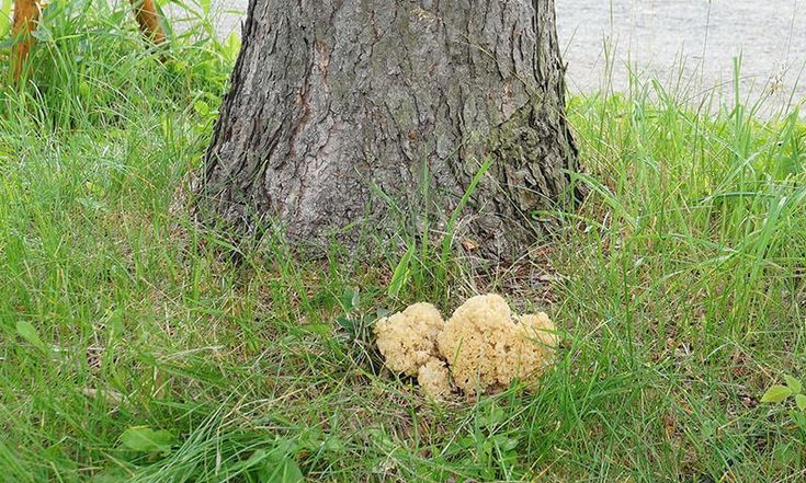 はなびらたけ 花びら茸 ってどんなキノコ 真っ白で可愛らしくコリコリ食感が美味しい 関東きのこの会 きのこ情報ポータルサイト レシピ はな 花びら どんより