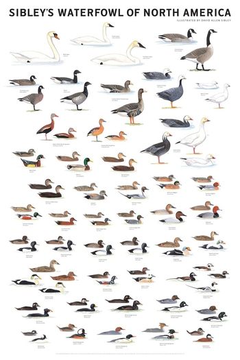 duck identification chart waterfowl of north america duck breeds chart