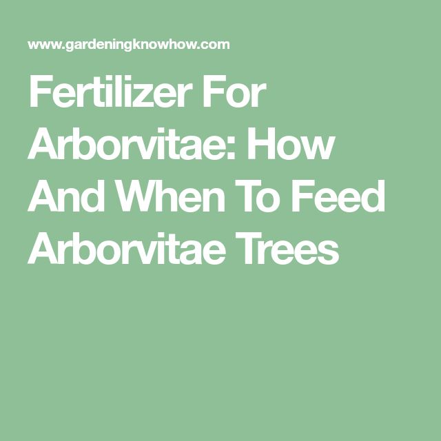 Fertilizing Arborvitae When And How To Fertilize An Fertilizing Arborvitae When And How To Fertilize An Garden Green House Pinterest Tree Tools Privacy Hedge