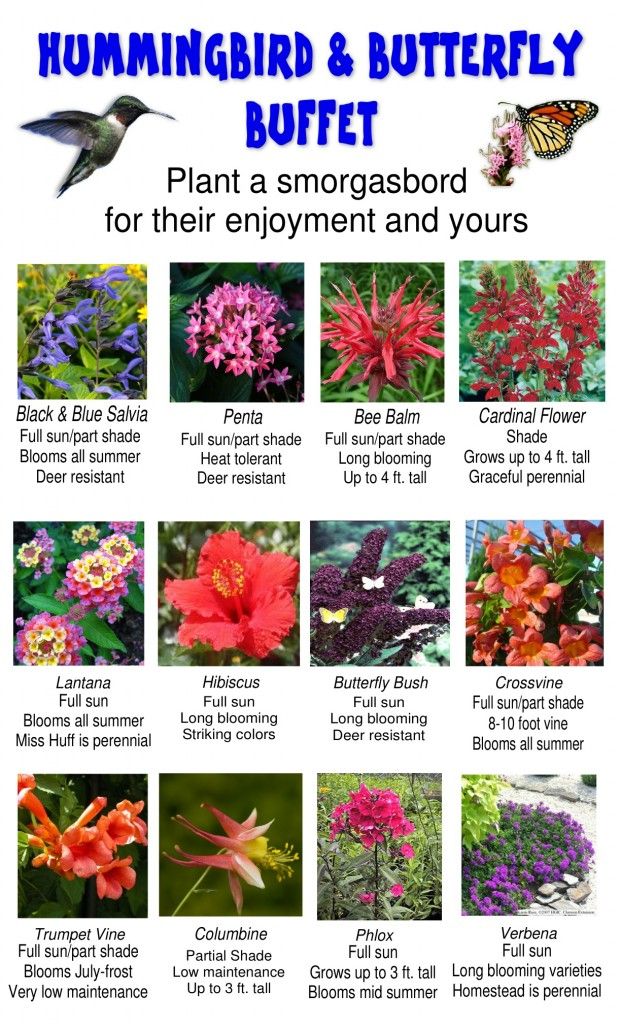 104 Best Erfly Gardens Images On Pinterest Plants Flowers That Attract Hummingbirds Red Pink And Orange Provide A Hummingbird Erfly Buffet From The Family Tree Garden Center Page