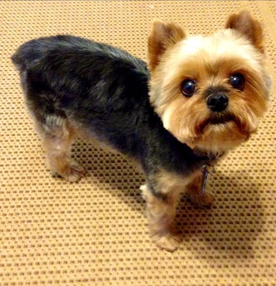 teddy haircut yorkie best 25 haircuts ideas on multipoo haircuts maltipoo and teddy haircut yorkie best 25 haircuts ideas on multipoo haircuts maltipoo and
