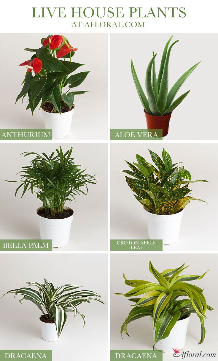 Find Live Indoor House Plants At Afl Flower Find Live Indoor House Plants At Afl