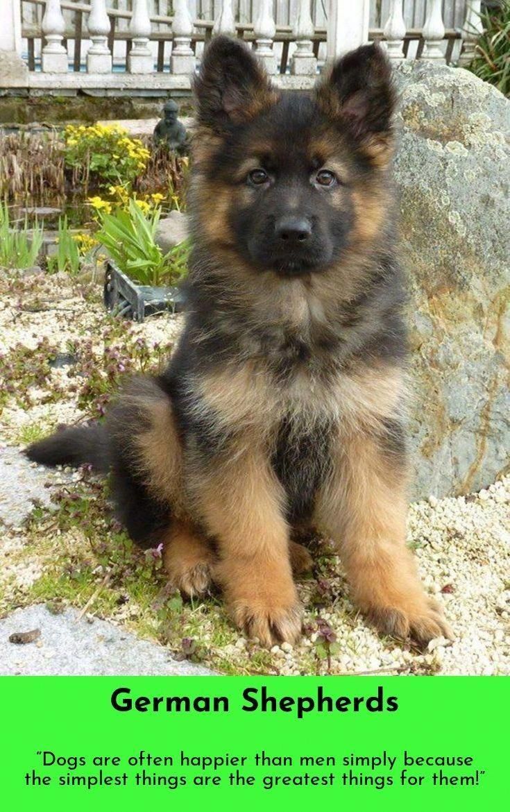 As Wonderful As Dogs Can Be They Are Famous For Missing The Point