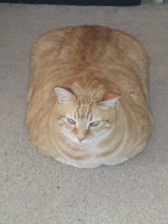 65 best my kids have 4 feet and fur images on pinterest babys kitty yoga moose in meat loaf pose