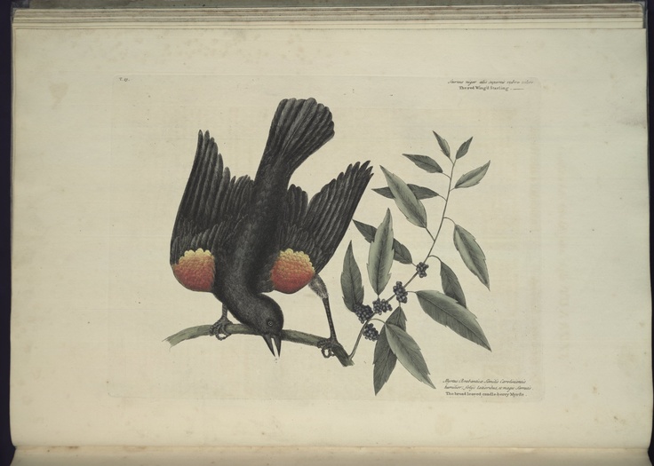 Free Natural History Museum Bird Prints Free Natural History Museum Bird Prints