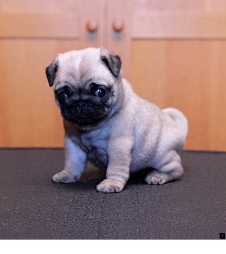 Read More About Pug Puppies Rescue Simply Click Here For More