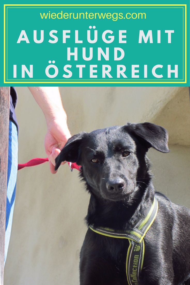 Partnersuche mit hund österreich