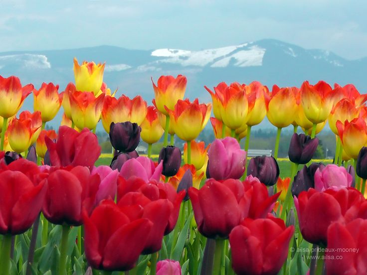 Bildergebnis für very beautiful tulips in Washington State near Water