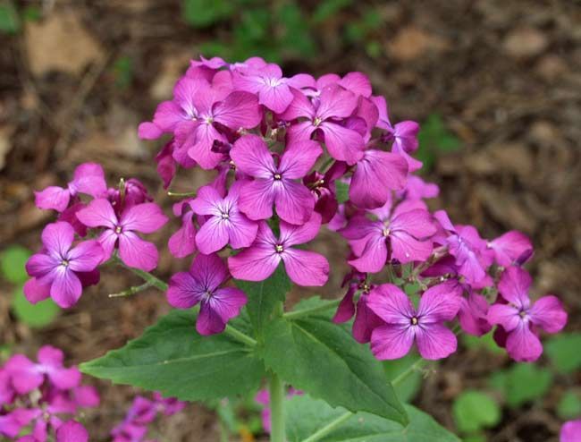 Lunaria annua ‘Honesty’ Money Plant. Seeds can be used as mustard subs – Money Plants Lunaria annua ‘Honesty’ Money Plant. Seeds can be used as mustard subs – Money Plants