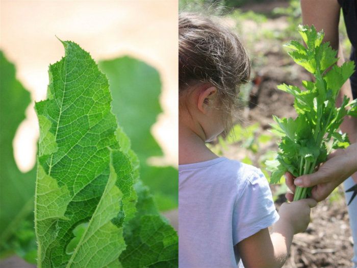 שבתות דצמבר בגינת אוכל קינדרלנד Plant Leaves Plants Grapes