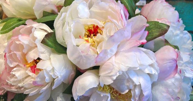 Luoyang Peony is the best in the World - China 7 Day