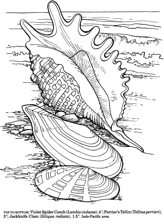 94 best summer coloring pages images on pinterest | drawings ... - Seashell Coloring Pages Printable 94 best summer coloring pages images on pinterest | drawings ... - Seashell Coloring Pages Printable