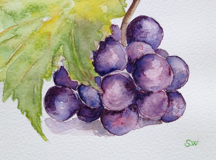 Watercolor Grapes Tutorial | 169 best watercolor grapes wine images on pinterest Watercolor Grapes Tutorial | 169 best watercolor grapes wine images on pinterest
