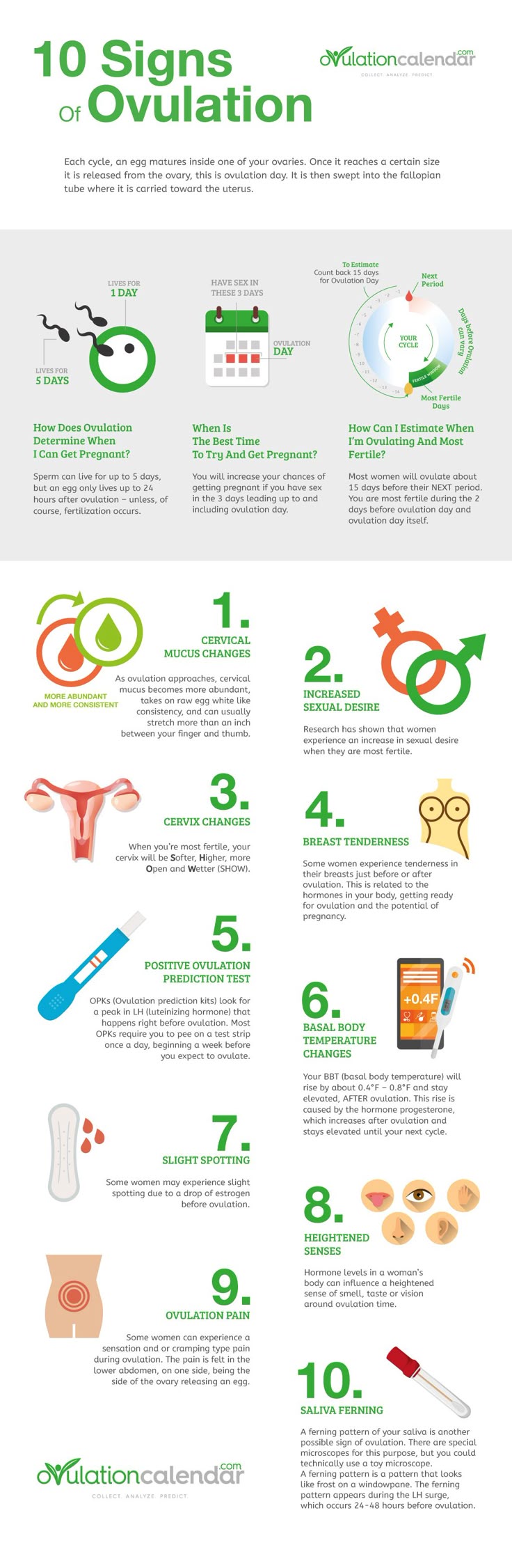 calculator for ovulation days Calculate my cycle today | whenmybaby.