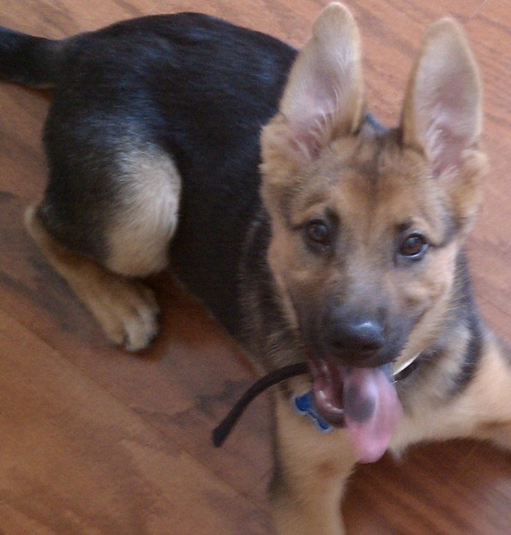 australian shepherd and german shepherd mix best 20 german shepherd mix puppies ideas on pinterest german australian shepherd and german shepherd mix best 20 german shepherd mix puppies ideas on pinterest german