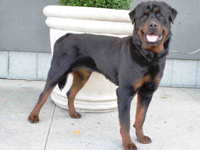 rottweiler rescue ny best 25 rottweiler rescue ideas on rottweilers pictures of rottweilers rottweiler rescue ny best 25 rottweiler rescue ideas on rottweilers pictures of rottweilers