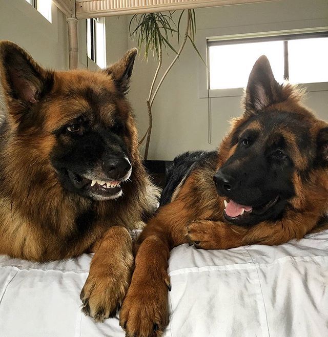 Brotherly Love Chewie Jax The Gsds Germanshepherd
