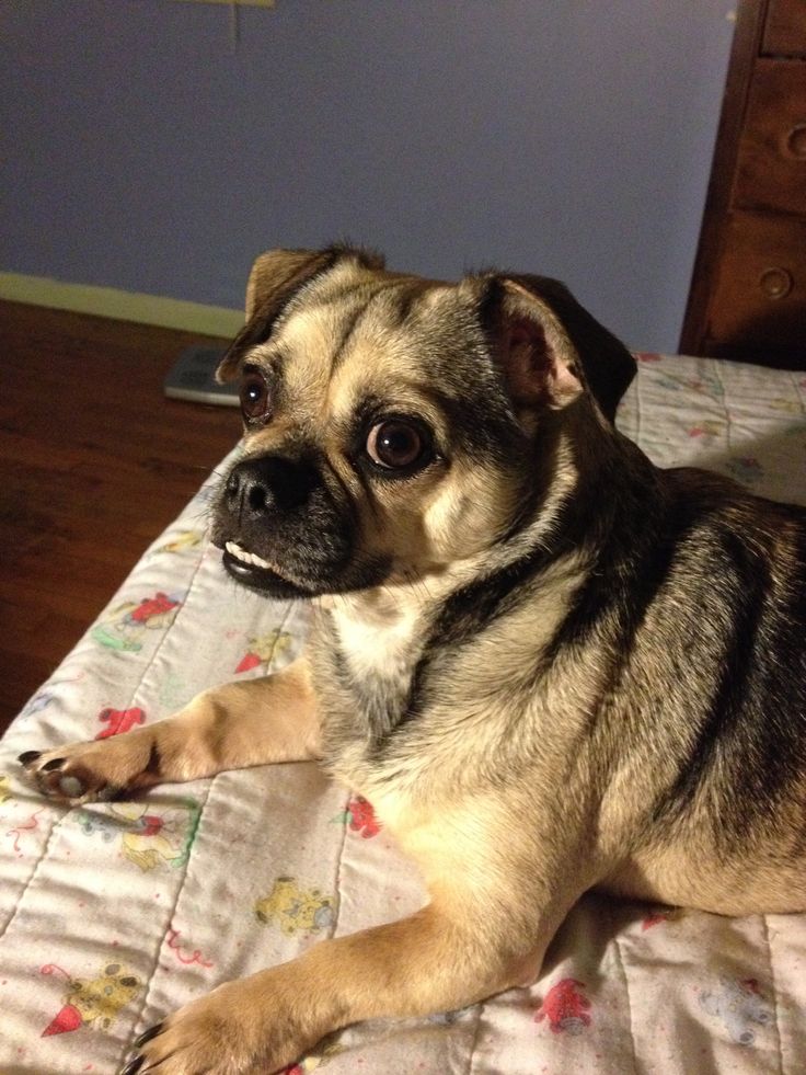 teacup chihuahua pug mix best 25 chugs ideas only on pug chihuahua mix chug and pug puppies teacup chihuahua pug mix best 25 chugs ideas only on pug chihuahua mix chug and pug puppies