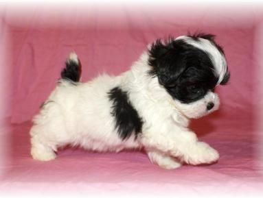 teacup shih tzu puppies for sale in houston best 25 teacup poodle puppies ideas on teacup maltipoo maltipoo puppies teacup shih tzu puppies for sale in houston best 25 teacup poodle puppies ideas on teacup maltipoo maltipoo puppies