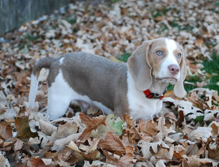 blue beagle puppies best 25 blue beagle ideas on beagle puppies beagle puppy and pocket blue beagle puppies best 25 blue beagle ideas on beagle puppies beagle puppy and pocket
