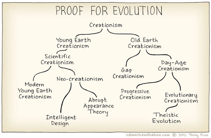 Evolution essay