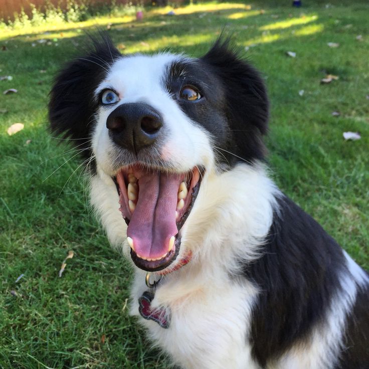 pretty puppies midland mi 756 best border collie lab borador images on border collies lab and smile pretty puppies midland mi 756 best border collie lab borador images on border collies lab and smile