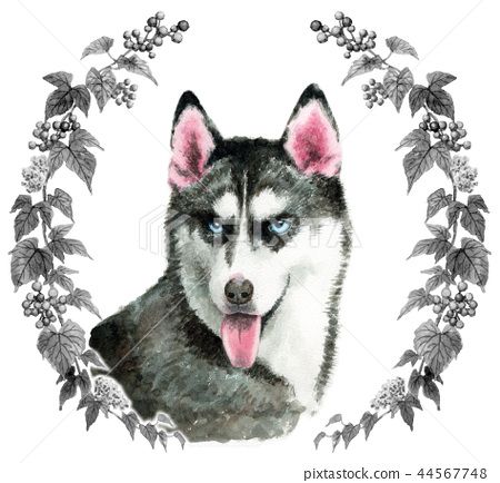Siberian Husky Dog Painted By Watercolor Stock Details About Mr Z