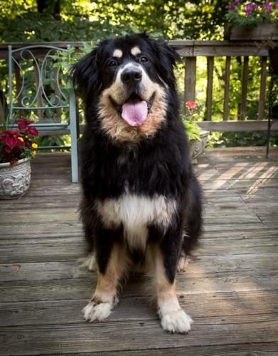 Bernese Mountain Dog Newfoundland Mix Puppies Bernese Mountain Dog Newfoundland Mix Puppies