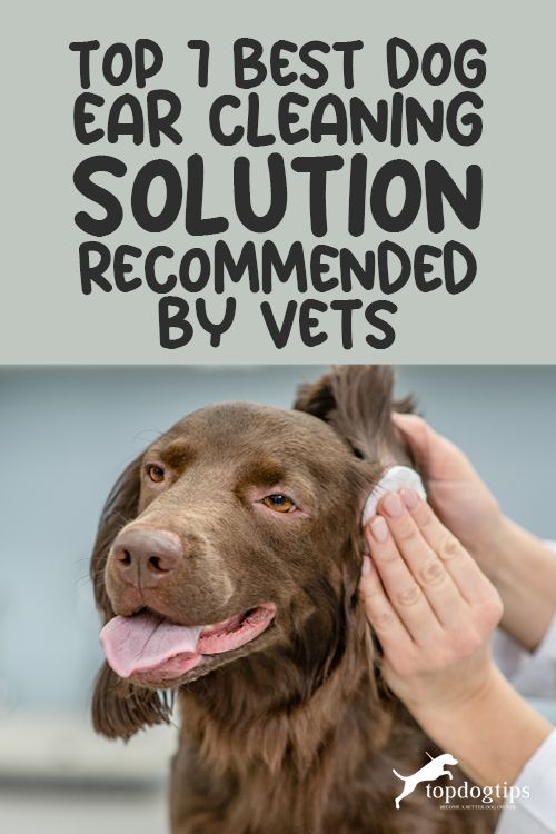 A Brown Dog Being Groomed By Its Owner With The Caption Top 10 Best Dog A Brown Dog Being Groomed By Its Owner With The Caption Top 10 Best Dog