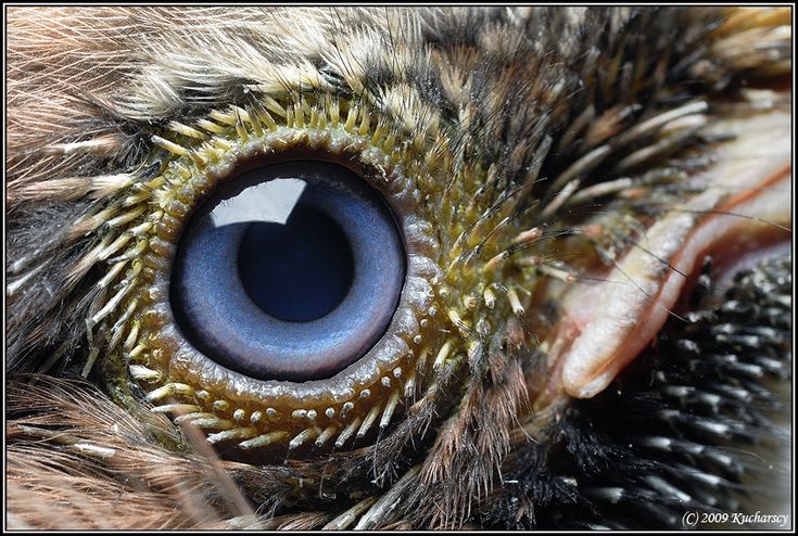 Young Eurasian Jay Eye Cool Eyes Eyes Animal Close Up Young Eurasian Jay Eye Cool Eyes Eyes Animal Close Up