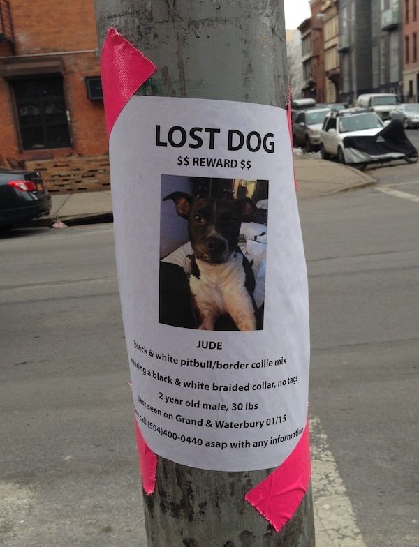12 best Lost Pets and Pet Adoption Flyers images on Pinterest - lost pet flyer maker 12 best Lost Pets and Pet Adoption Flyers images on Pinterest - lost pet flyer maker