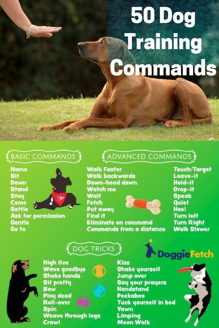 Having A Trained Dog Isn T The Same As Having A Balanced Dog