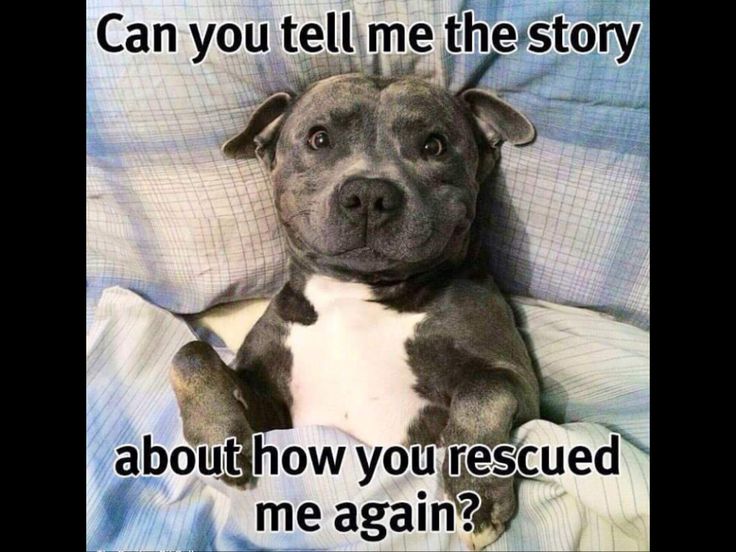 Cute Rescue Dog Stories Cute Rescue Dog Stories