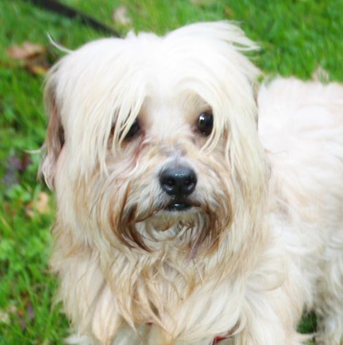 Toto Type : Chien croisé Sexe : Mâle Age : Adulte Taille Toto Type : Chien croisé Sexe : Mâle Age : Adulte Taille