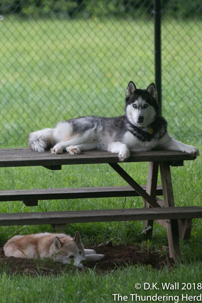 Siberian Husky Duplex The Thundering Herd Husky Siberian Husky Training Blue Eyed Dog