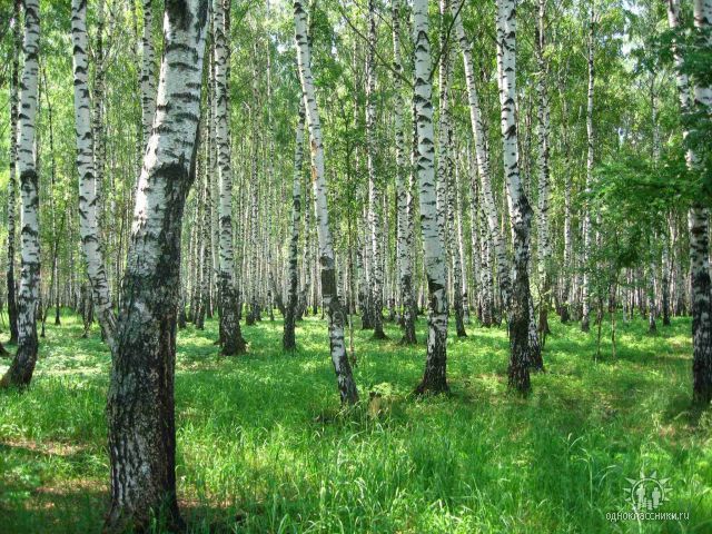 Reality Of She Males Birch Groves And Russian Beauties