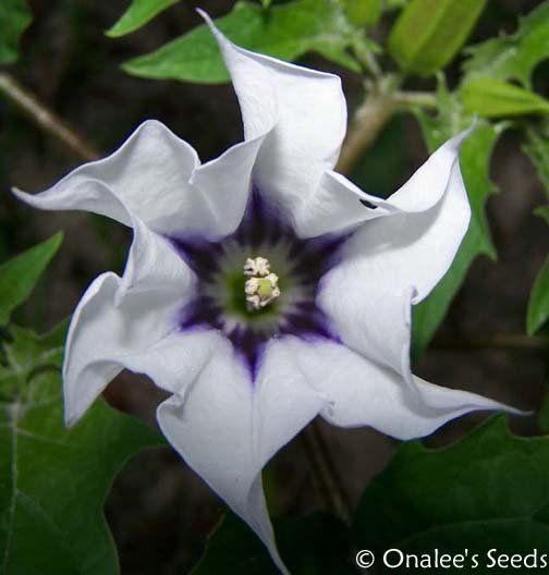 34 best Night Blooming Flowers images on Pinterest | Blooming ... 34 best Night Blooming Flowers images on Pinterest | Blooming ...