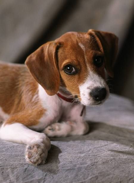 25+ bästa Beagle mix idéerna på Pinterest | Beaglevalpar, Beagle valp