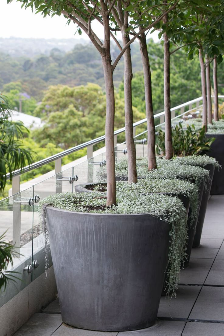 Best 25 Olive Tree Ideas On Indoor Pots And Plants Opposite Entrance