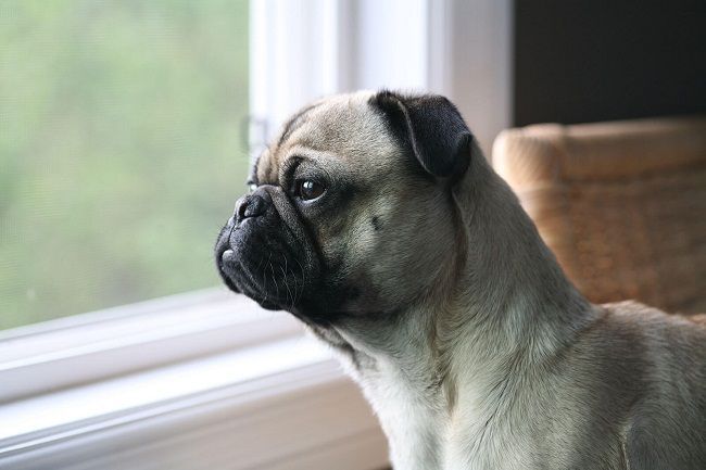 Frenchie Pug Frug French Bulldog Pug Mix Info Puppies