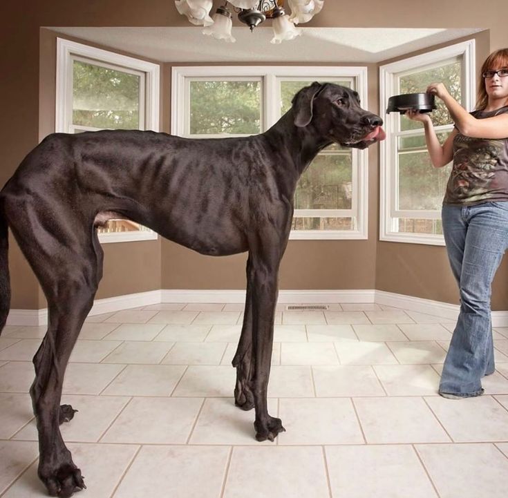 World's tallest dog Zeus - in pictures Cachorro grande, Cachorro, Material do cã